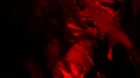 Loris - Close up Stock Footage 68528051