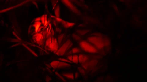 Loris - Close up Stock Footage 68528052