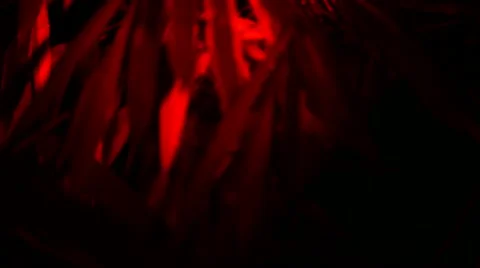 Loris - Close up Stock Footage 68528054