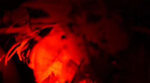 Loris - Close up Stock Footage 68528057