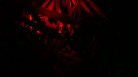 Loris - Close up Stock Footage 68528058