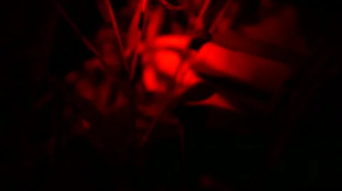 Loris - Close up Stock Footage 68528060