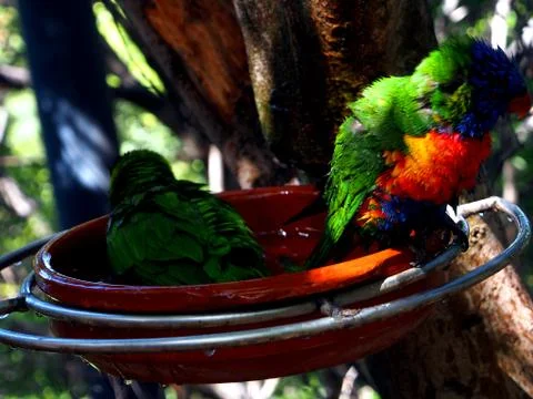 Loris taking a bath Stock Photos