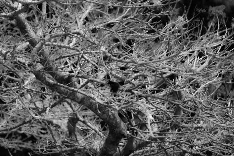 Lorito tree Stock Photos