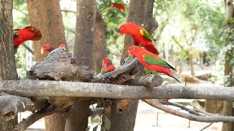 Lorius garrulus. A beautiful red parrot is perched on a branch in nature. Video stock 85577182