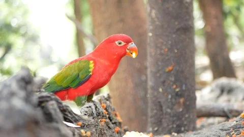 Lorius garrulus. A beautiful red parrot is perched on a branch in nature. Video stock 85579449