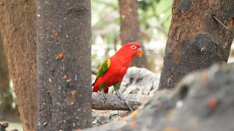 Lorius garrulus. A beautiful red parrot is perched on a branch in nature. Video stock 85581850