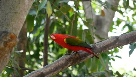 Lorius garrulus. A beautiful red parrot is perched on a branch in nature. Video stock 87835595