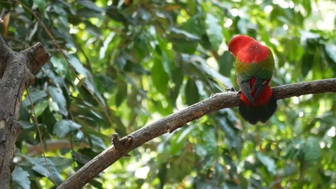 Lorius garrulus. A beautiful red parrot is perched on a branch in nature. Video stock 87837180