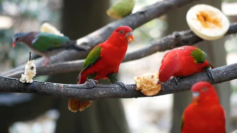Lorius garrulus. A beautiful red parrot is perched on a branch in nature. Video stock 87837354