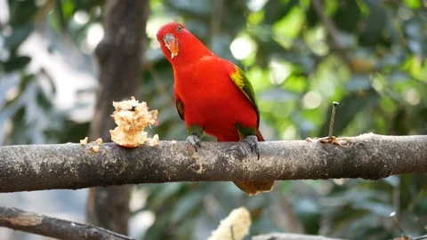 Lorius garrulus. A beautiful red parrot is perched on a branch in nature. Stock Footage 87840291