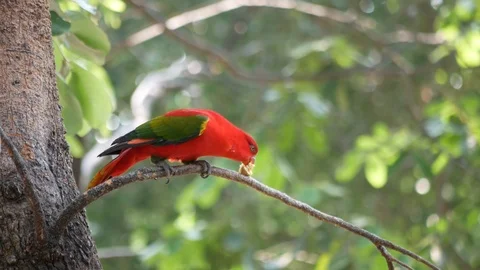 Lorius garrulus. A beautiful red parrot is perched on a branch in nature. Video stock 87846094