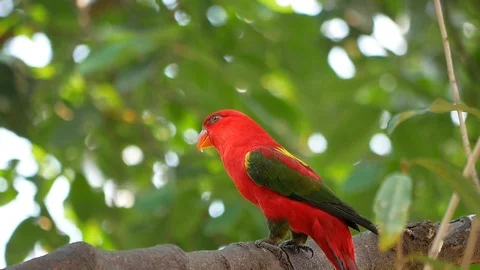Lorius garrulus. A beautiful red parrot is perched on a branch in nature. Video stock 109074357