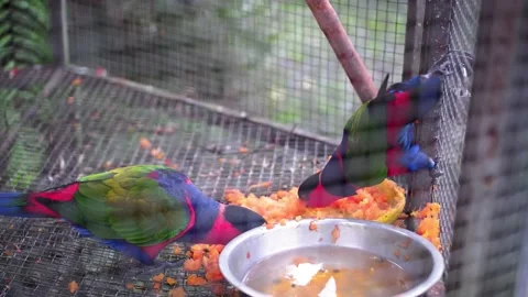 Lorius lory Stock Footage 229822062