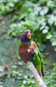 Lorius Lory Stock-Fotos