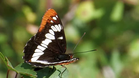 Lorquin's Admiral 2 Video stock 8549843