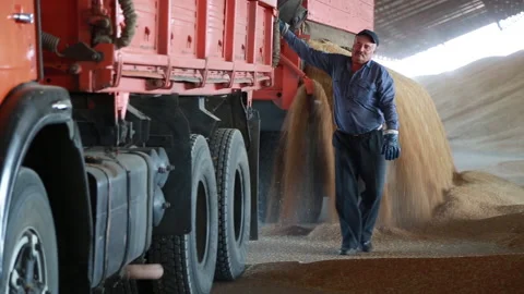A lorry dumps the harvested grain onto an elevator for drying 動画素材 160541132