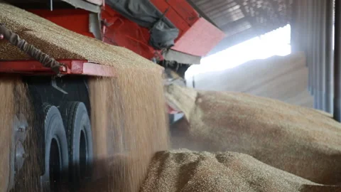 A lorry dumps the harvested grain onto an elevator for drying Stock Footage 160541158