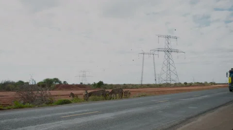 Lorry passing zebras 動画素材 59795921