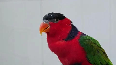 Lory or Black-capped Lory head (Lorius lory). Stock Footage 306759563