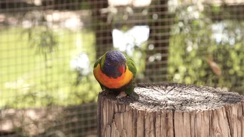 Lory Parrot 스톡 동영상 89246959