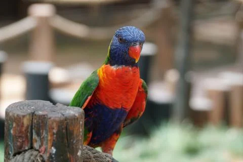 Lory parrot Stock Photos