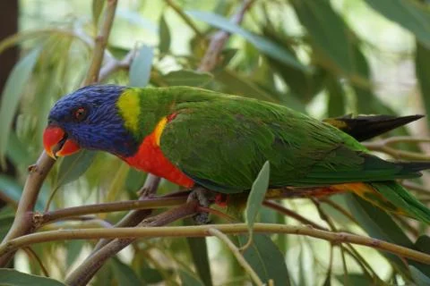 Lory parrot Stock Photos