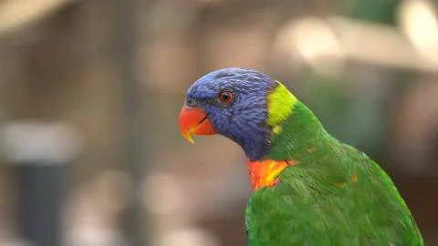 Lory parrot Stock Photos