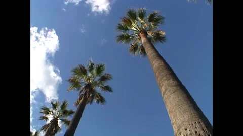 LOS ANGELES - 1999 - Ground-level view looking directly up at a palm tree in Los Stock Footage 341673354