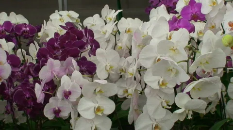 Los Angeles Flower District Stock Footage 455985