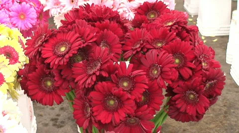 Los Angeles Flower District Vídeo Stock 456313