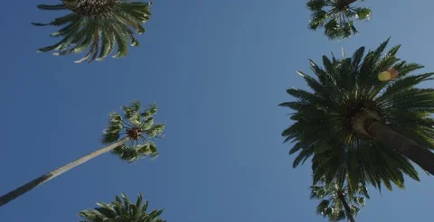 Los Angeles Looking Palm Trees Beverly Hills Stock Footage
