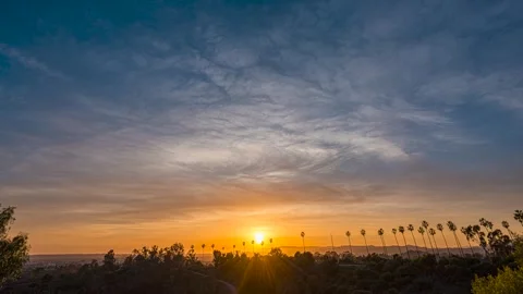 Los Angeles Palm Tree Sunset Stock Footage 296437250