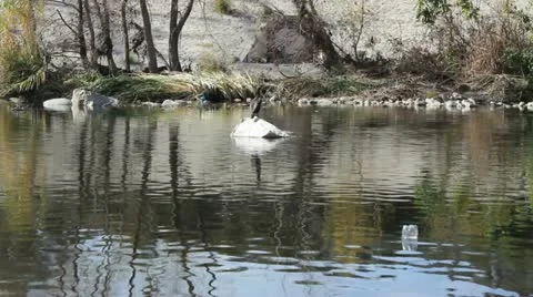 Los Angeles River featuring Double-Crested Cormorant Video stock 20501578