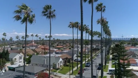 Los Angels Palm Trees Stock Footage 90524855