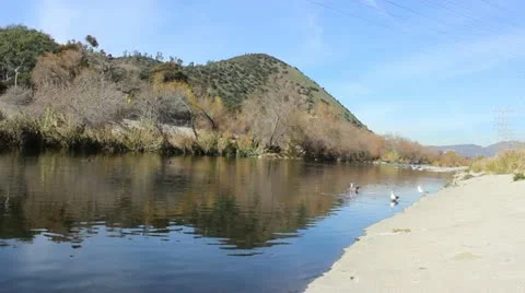 Los Angles River With pigeons and Griffith Park Stock Footage 20501823