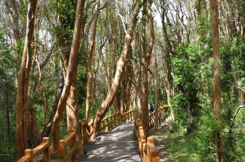 Los Arrayanes National Park Stock-Fotos