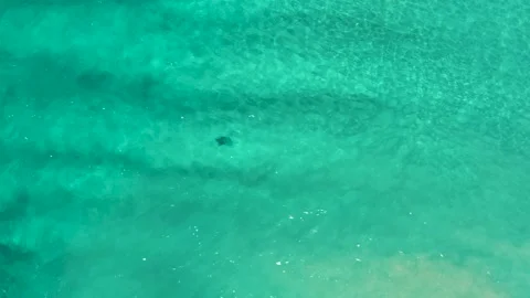 LOS CABOS MEXICO-2020: Object Floating In A Body Of Water Stock Footage 136269636