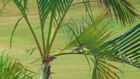 LOS CABOS MEXICO-2020: Tiny Brown Sparrow Hops on Tree Branch Video stock 136261816