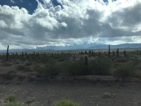 Los Cardones 库存照片