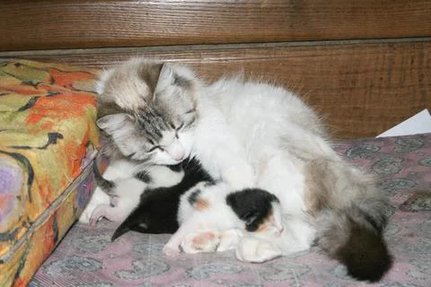 Los gatitos recien nacidos por primera vez chupan la leche de un gato con los Stock Photos