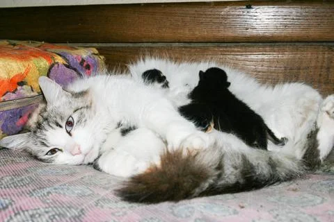 Los gatitos recien nacidos por primera vez chupan la leche de un gato con los Stock Photos