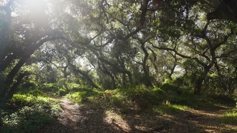 Los Osos Oaks Video stock 169777503