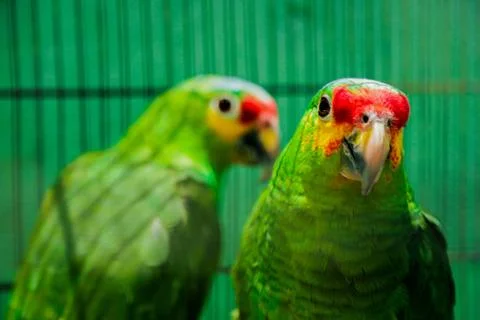 Los Pericos Stock Photos