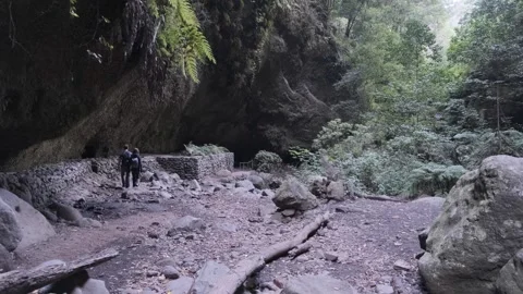 Los Tilos forest Stock Footage 255484924