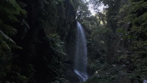 Los Tilos forest Stock Footage 255484940