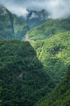 Los Tilos laurel forest in La Palma Stock Photos
