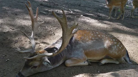 Lose up of  dam deer in the forest Stock Footage 259966736