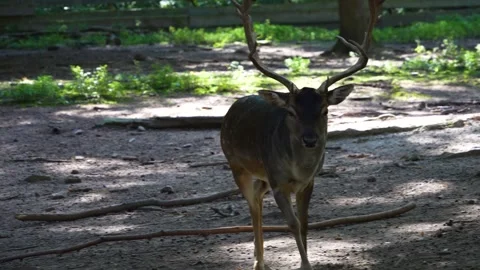 Lose up of  dam deer in the forest Stock Footage 259968973
