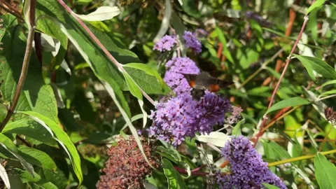 Lose up of a Humming-bird Hawk moth feeding from a Buddliea Plant. Shot at Stock-Footage 345234113